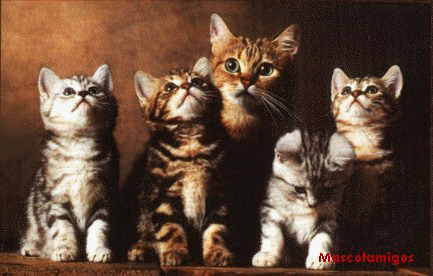 gatos persas