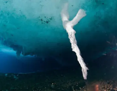 antartico