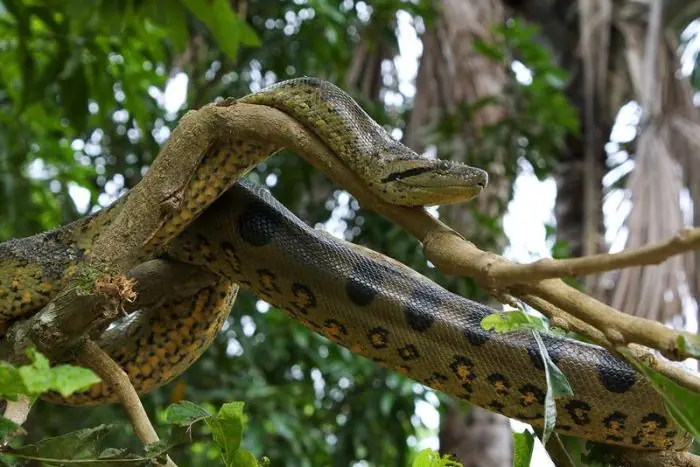 maravillosa