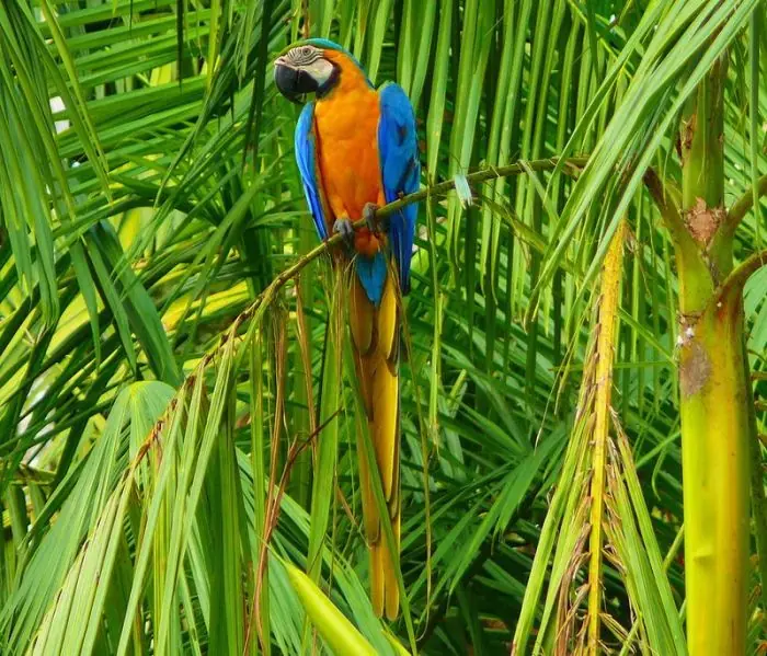 zonas