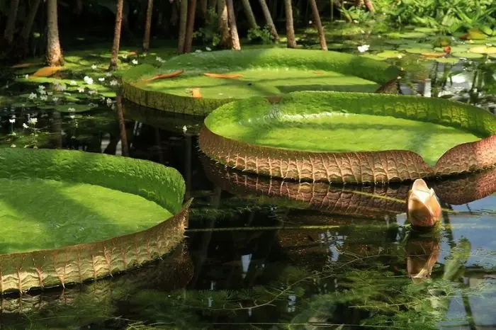 La Amazonia Desde Adentro que belleza...
