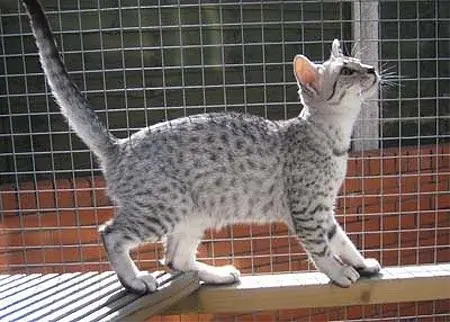 hermosas razas de gatos parte 3