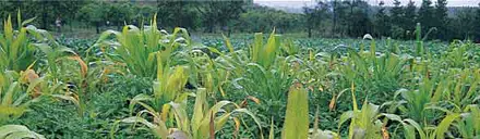 Las Malezas se Resisten