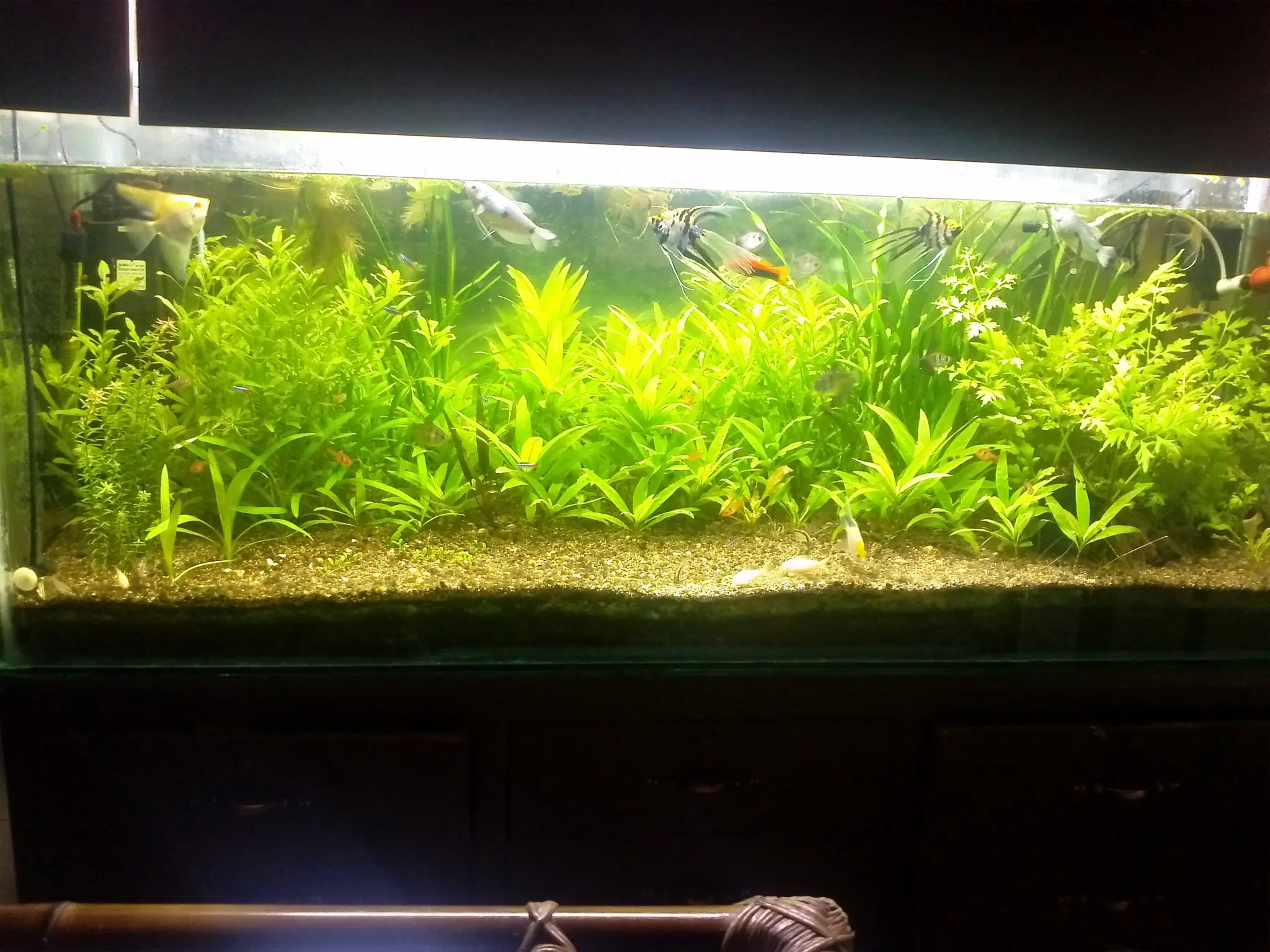 peces de agua dulce