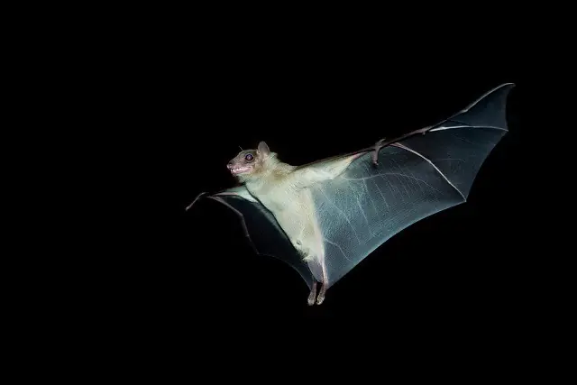 volador