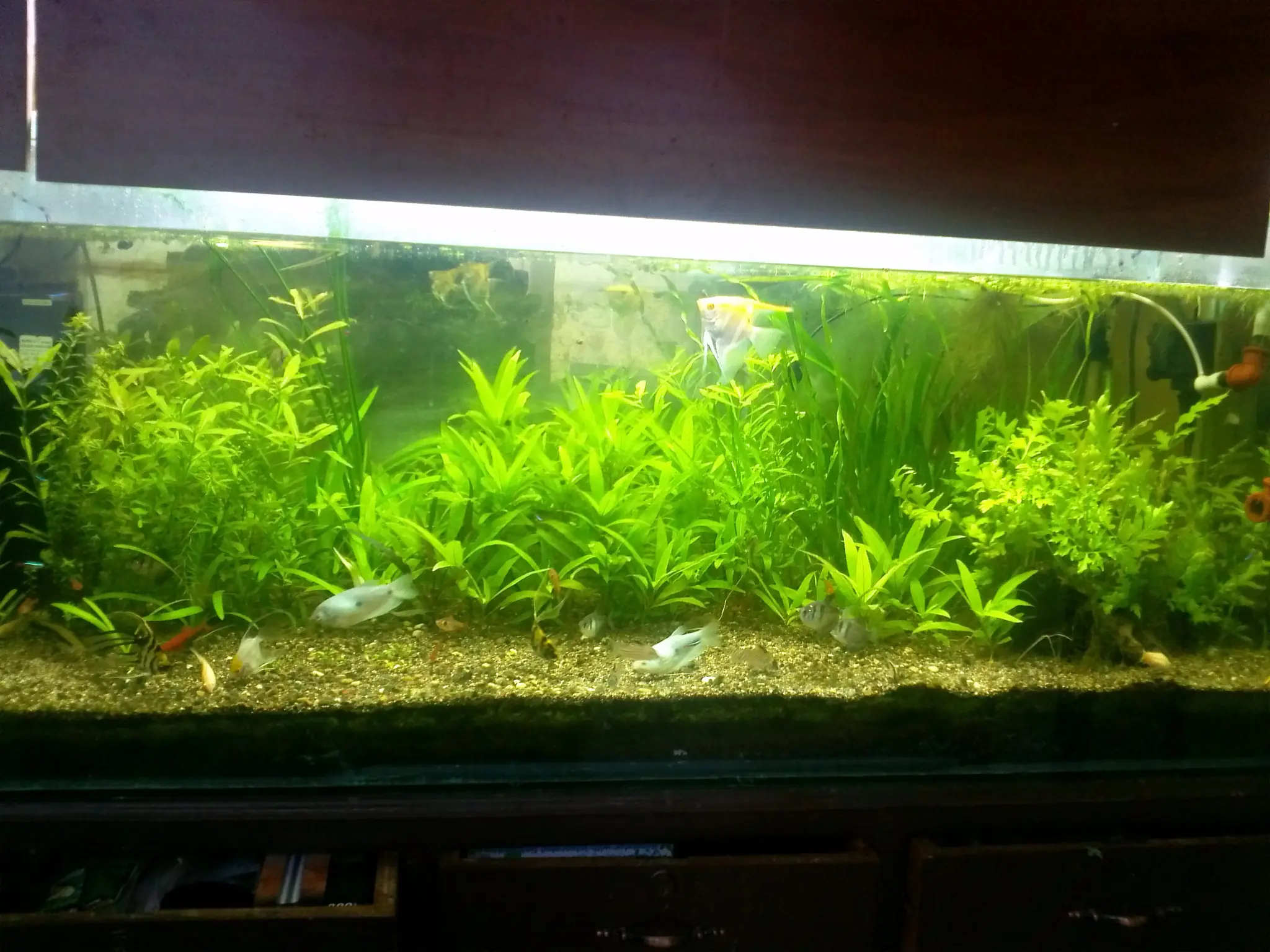 plantas acuaticas