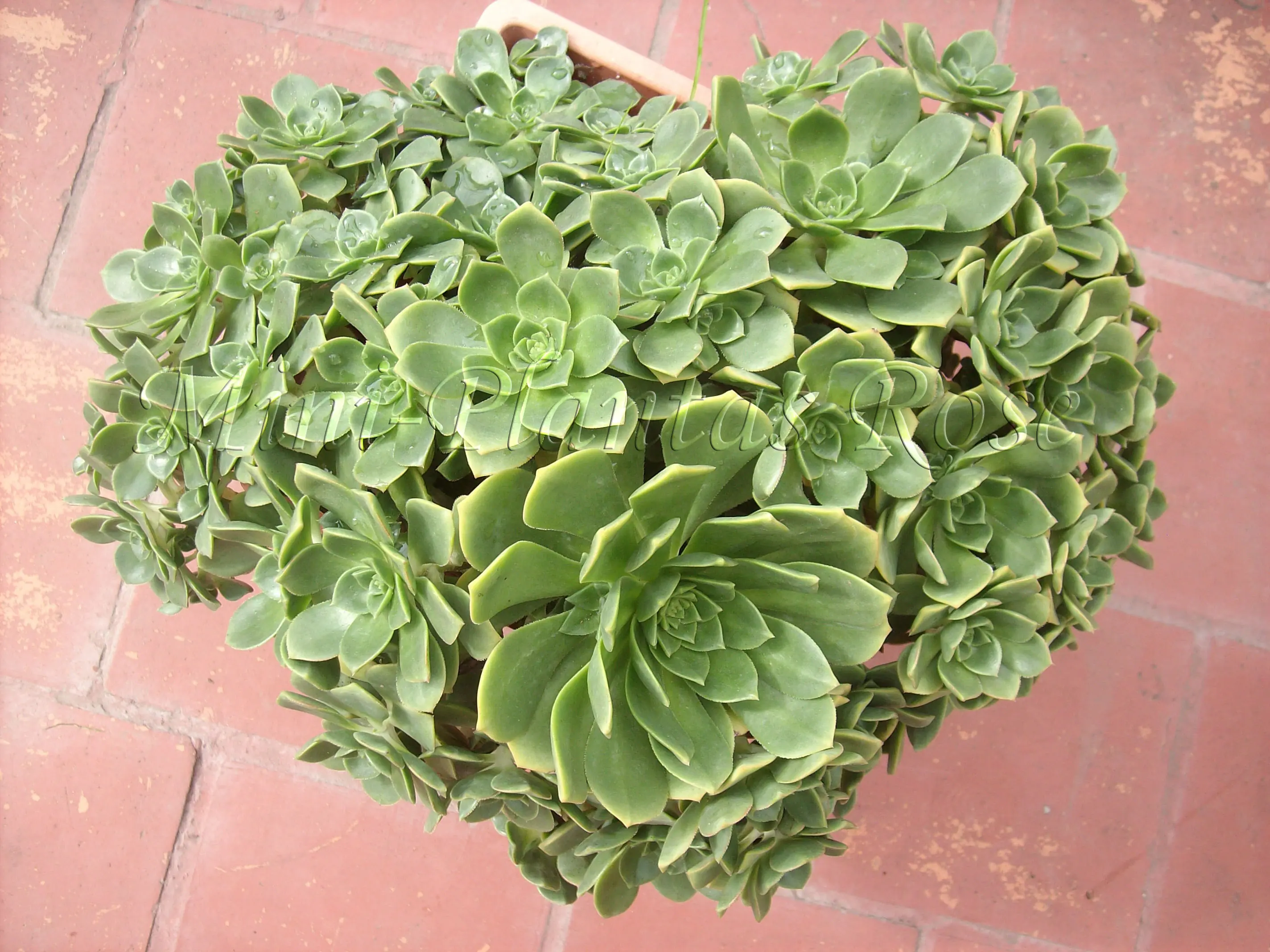 plantas