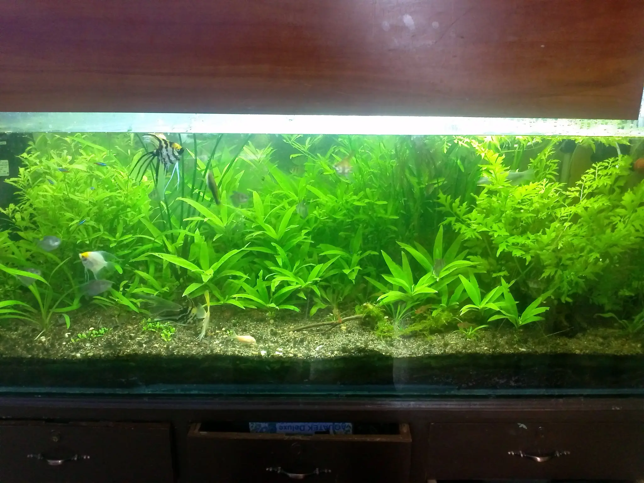 Evolución Acuario Plantado