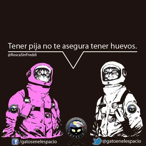 gatos en el espacio