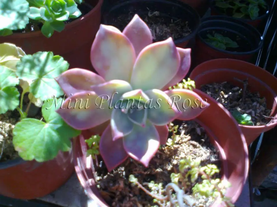 plantas