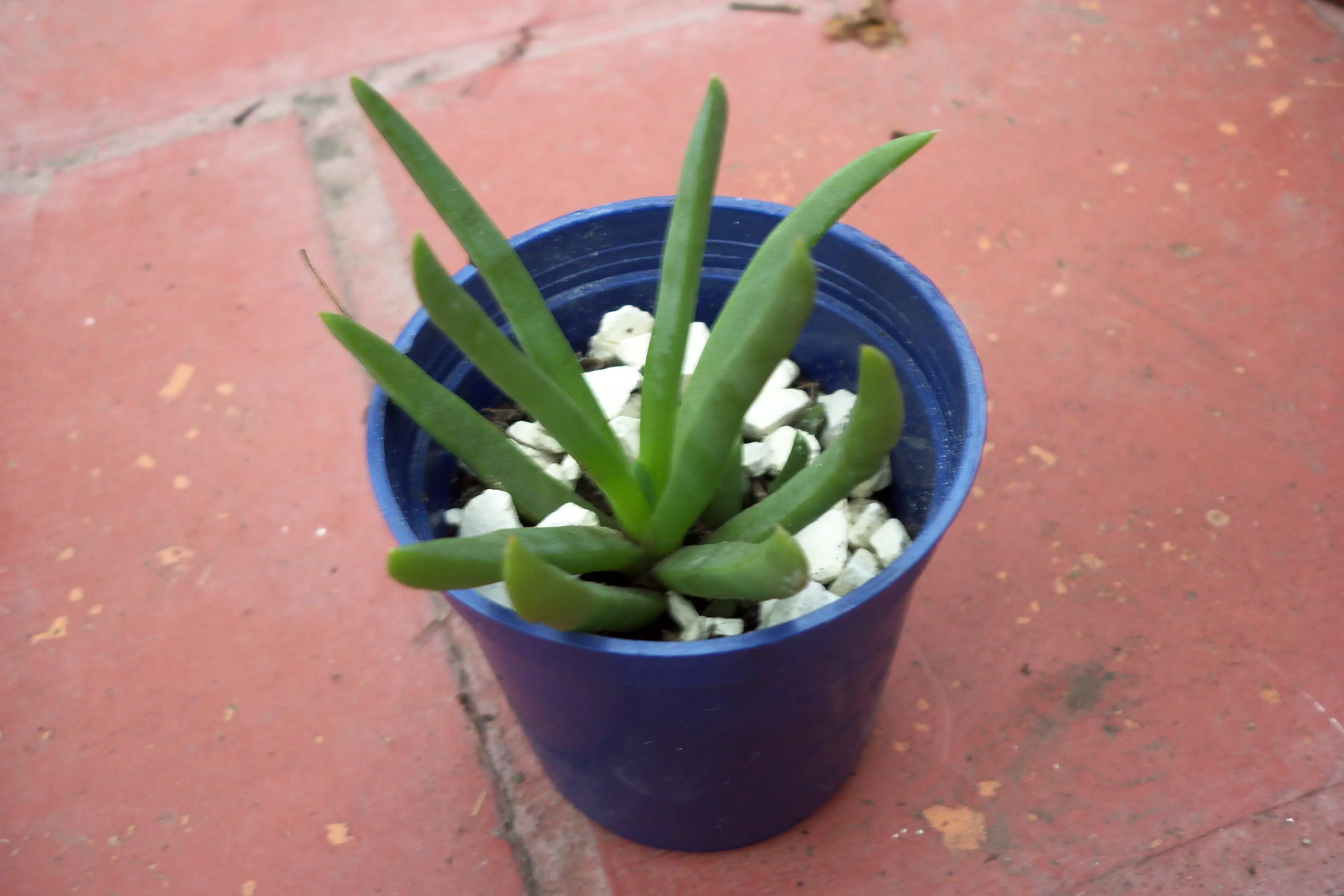 Mini-Plantas Rose