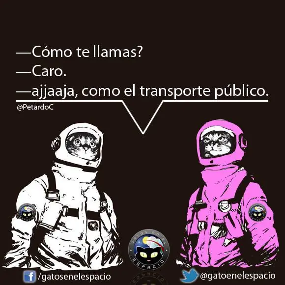 gatos en el espacio