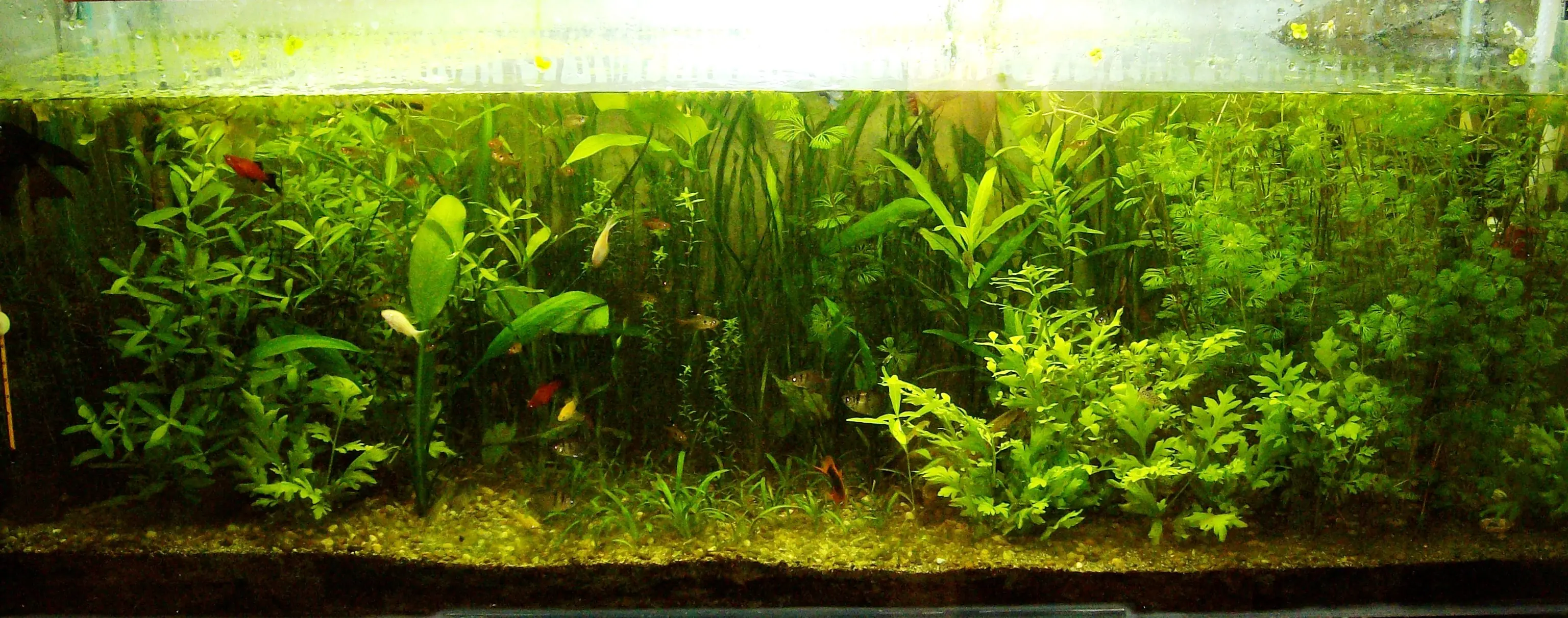 Evolución Acuario Plantado