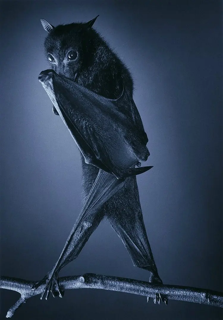 volador