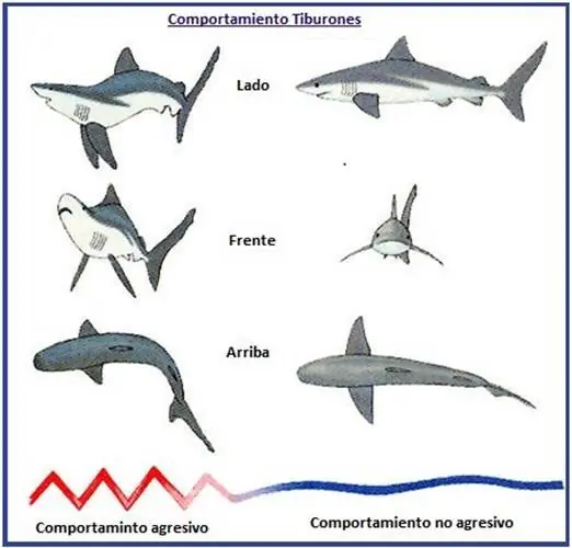 Determina