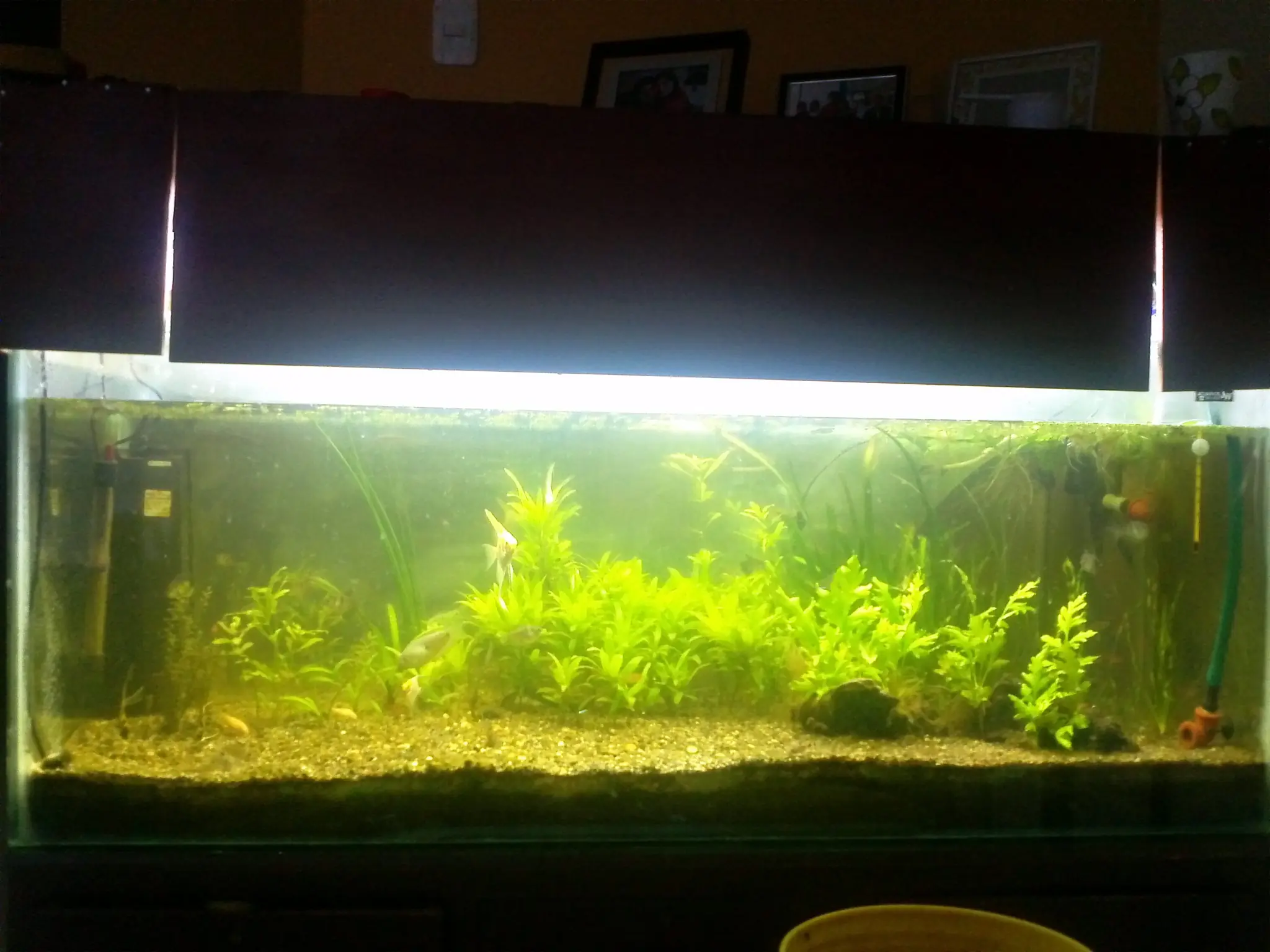 plantado