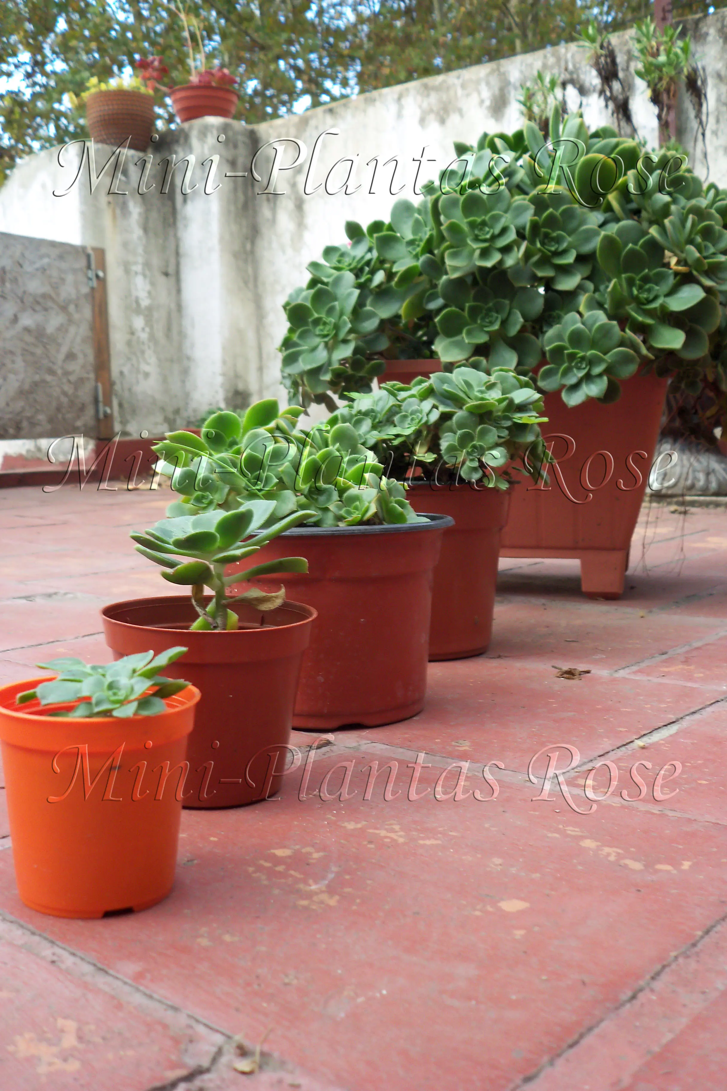 Mini Plantas Rose