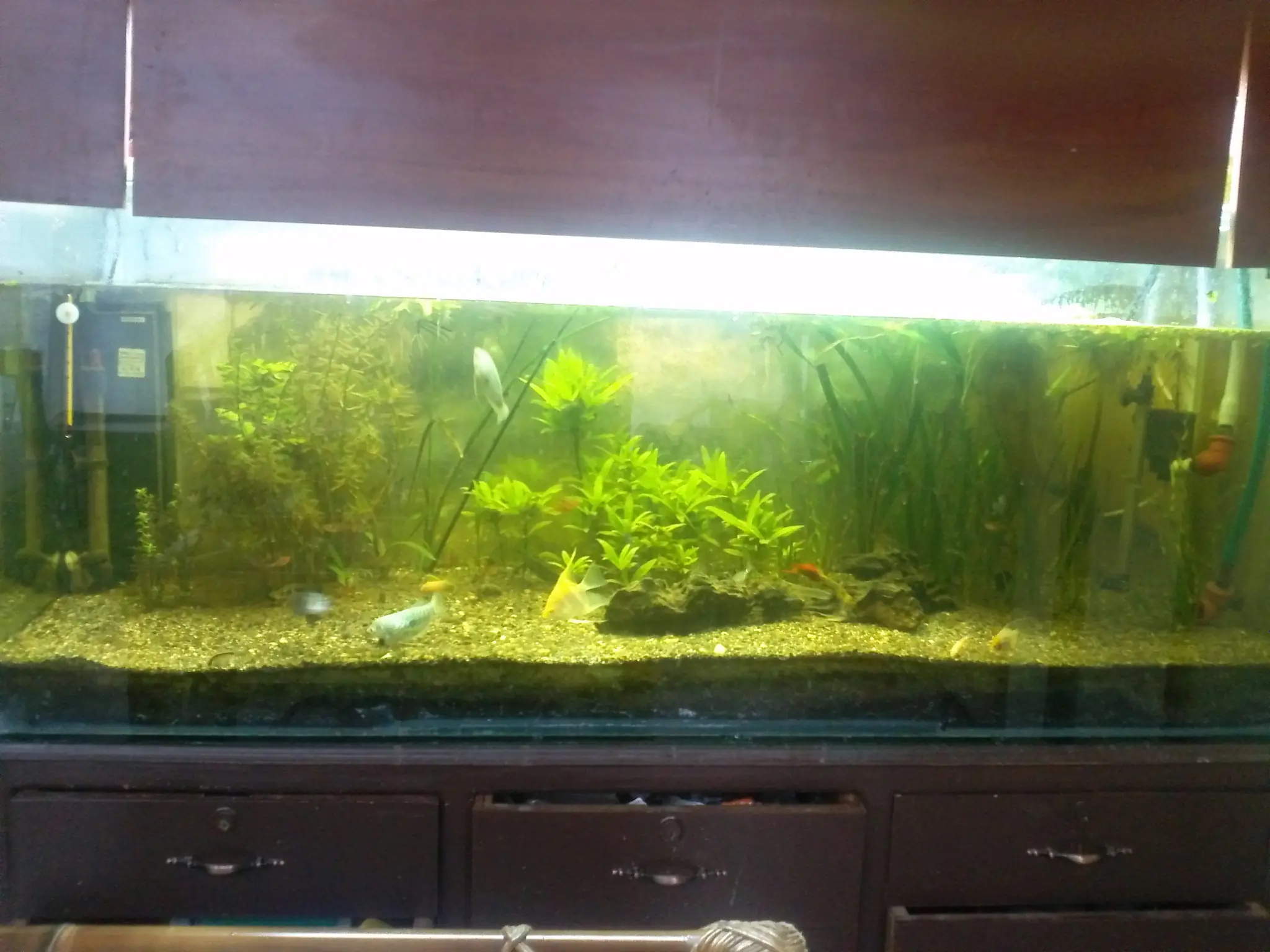 Acuario