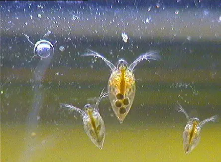 [Tutorial Propio como siempr]Como criar daphnia