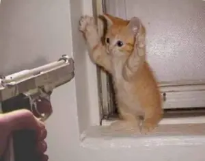 Dusty, el gato cleptómano.