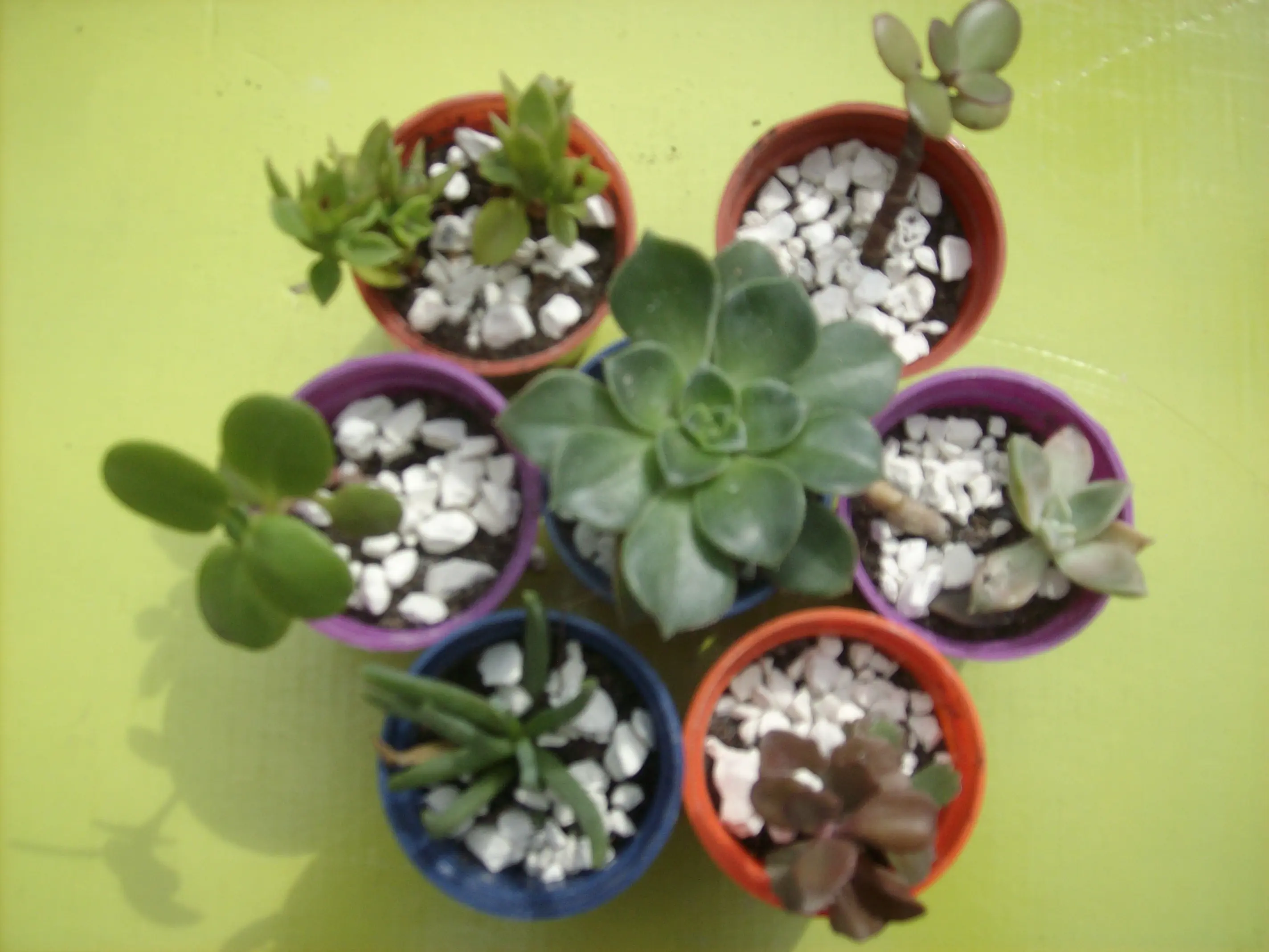 suculentas