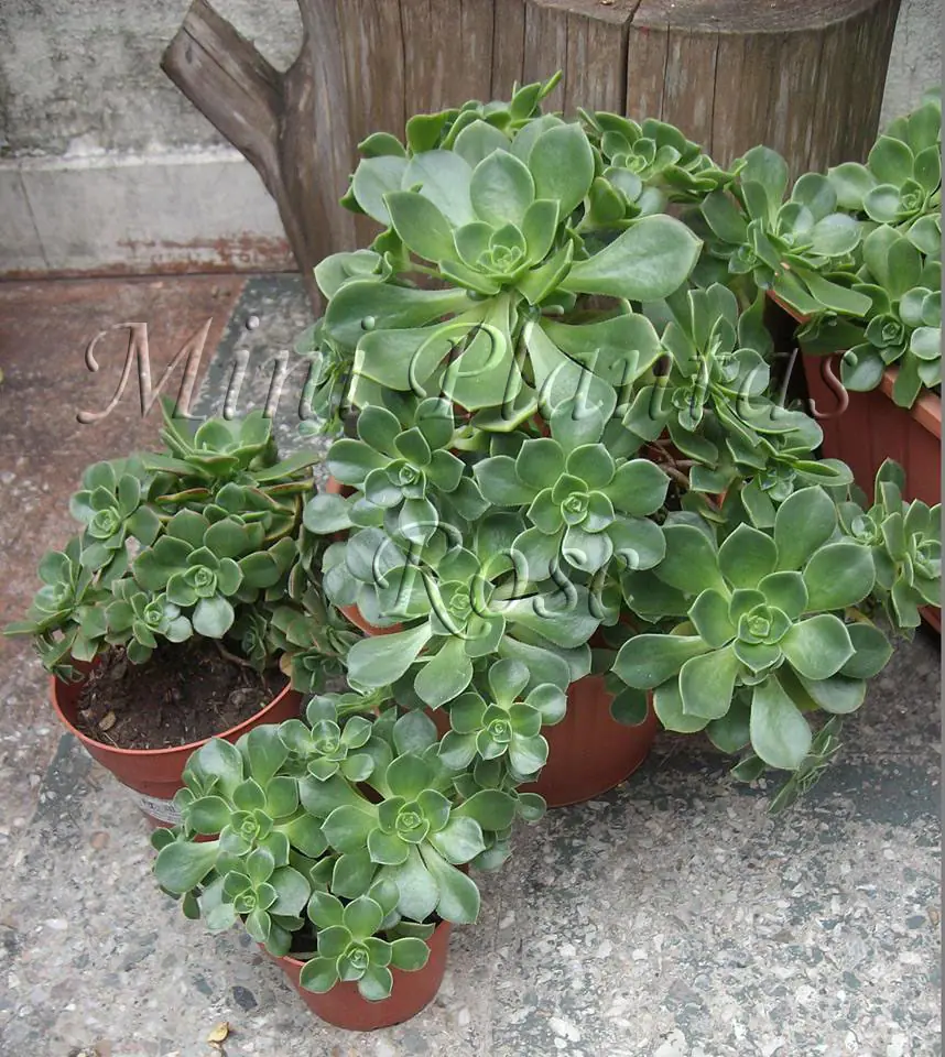 Mini Plantas