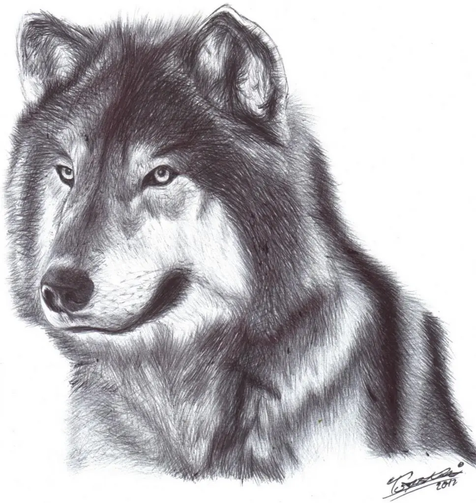 Lobo