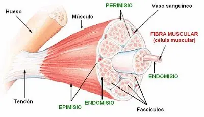 Estupendo