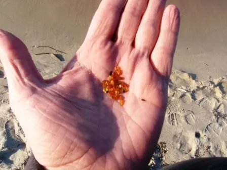 Qué sabemos del Mar Báltico?