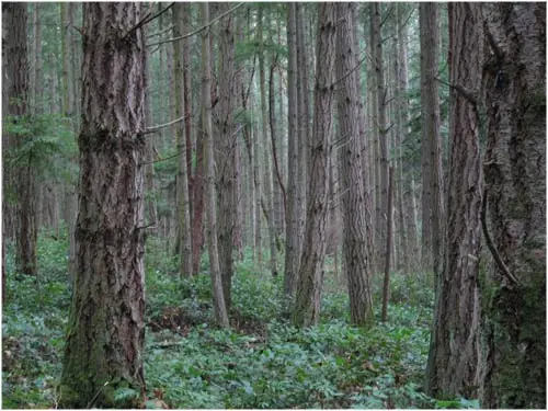 Los 7 bosques más amenazados en la Tierra