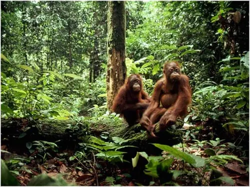 Los 7 bosques más amenazados en la Tierra