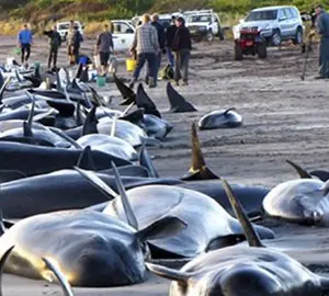 ballenas