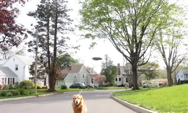 Un robot para pasear a su perro