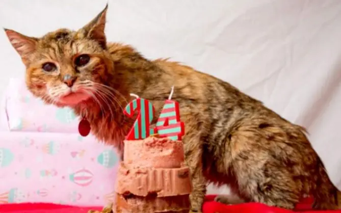 Poppy, el gato más viejo del mundo