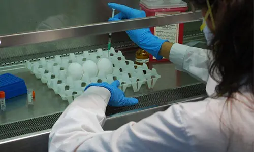 Avicultura: el INTA invertirá $43 millones en laboratorios