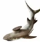 tiburon blanco