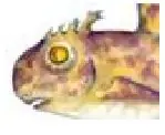tiburon blanco