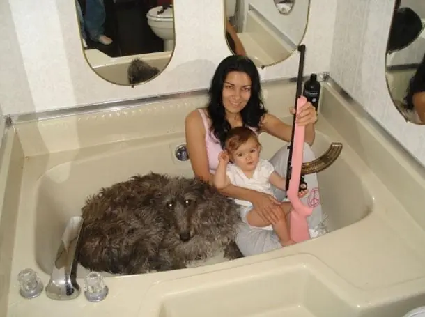 WTF