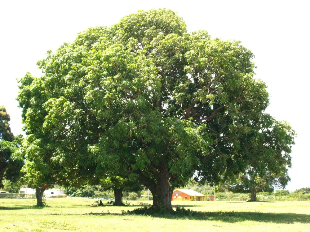 hummor