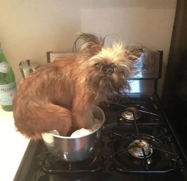 Cosas que hacen los perros cuando están solos en casa.