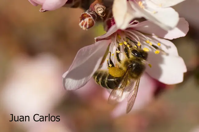 almendros