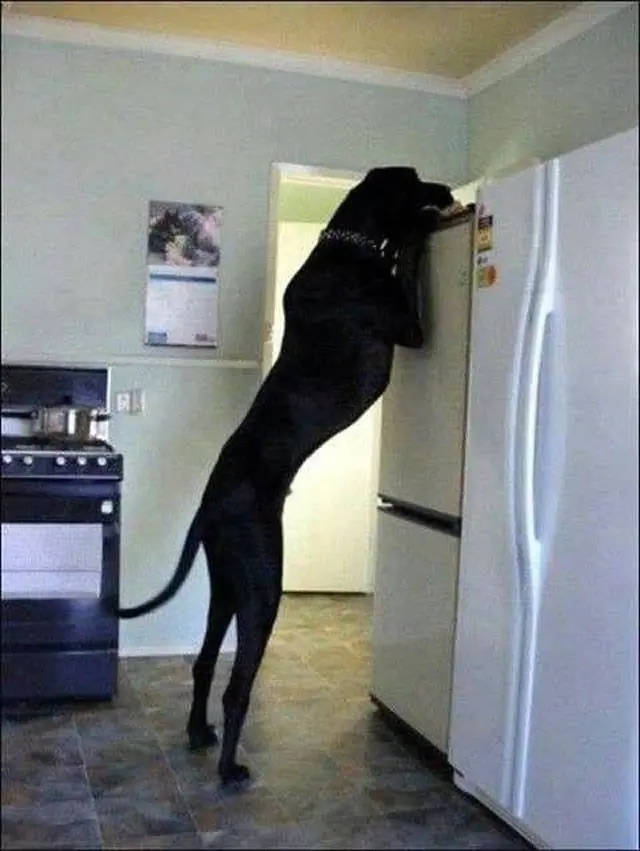 perros