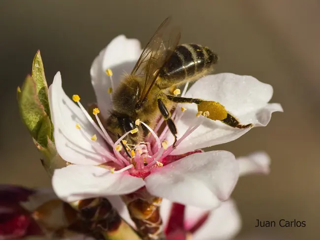 flor