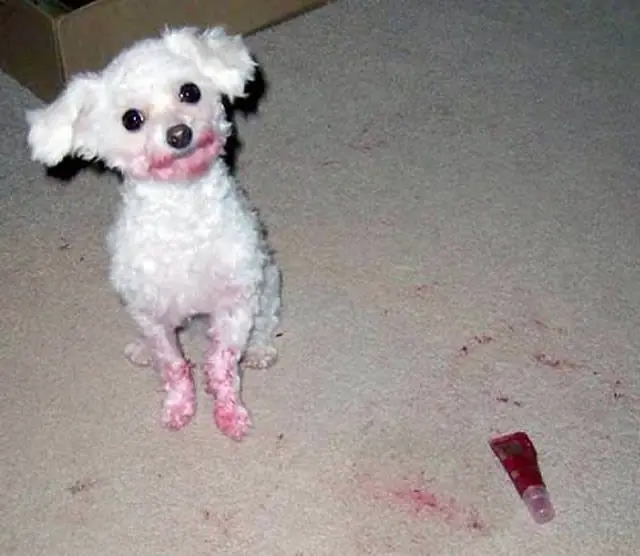 Cosas que hacen los perros cuando están solos en casa.