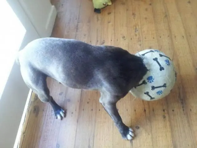 Cosas que hacen los perros cuando están solos en casa.