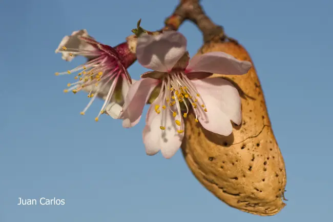 Almendros en flor.
