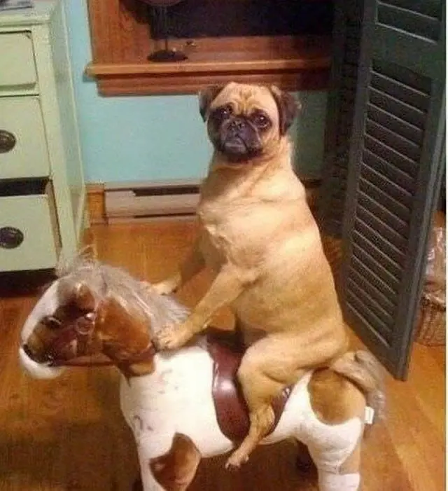Cosas que hacen los perros cuando están solos en casa.