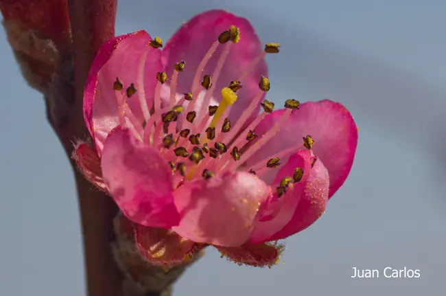 Cultivo
