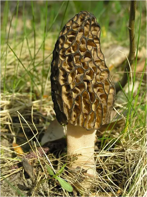 Curiosos