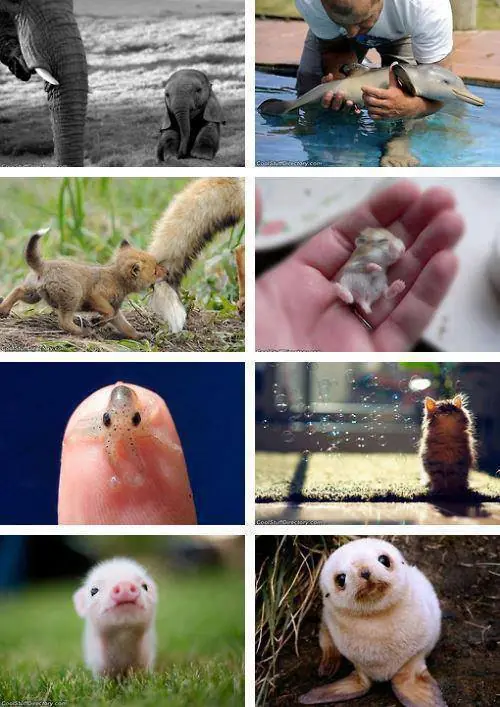 animales invertebrados